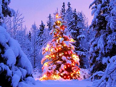 Lights on pine tree.